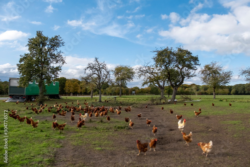 Huehner auf einer Wiese (Gallus gallus domesticus)