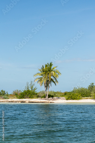 palmier ile paradisiaque