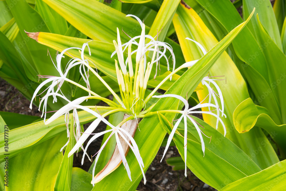 tropische Blume tropische Blume