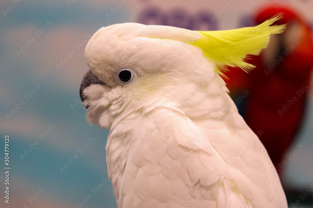 Medium Cockatoo
