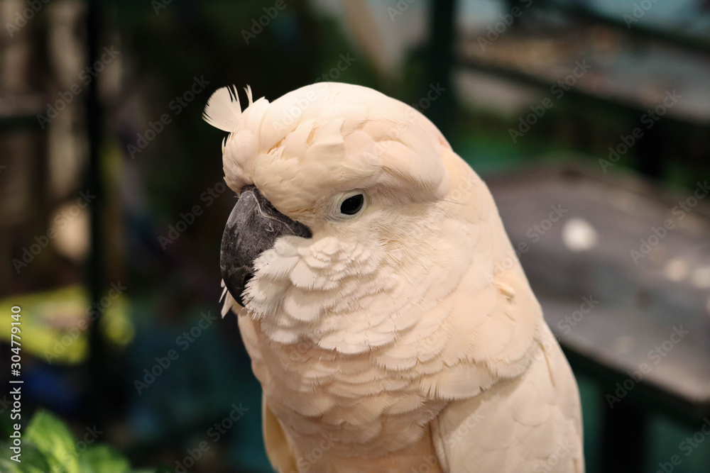 White -crested cockatoo