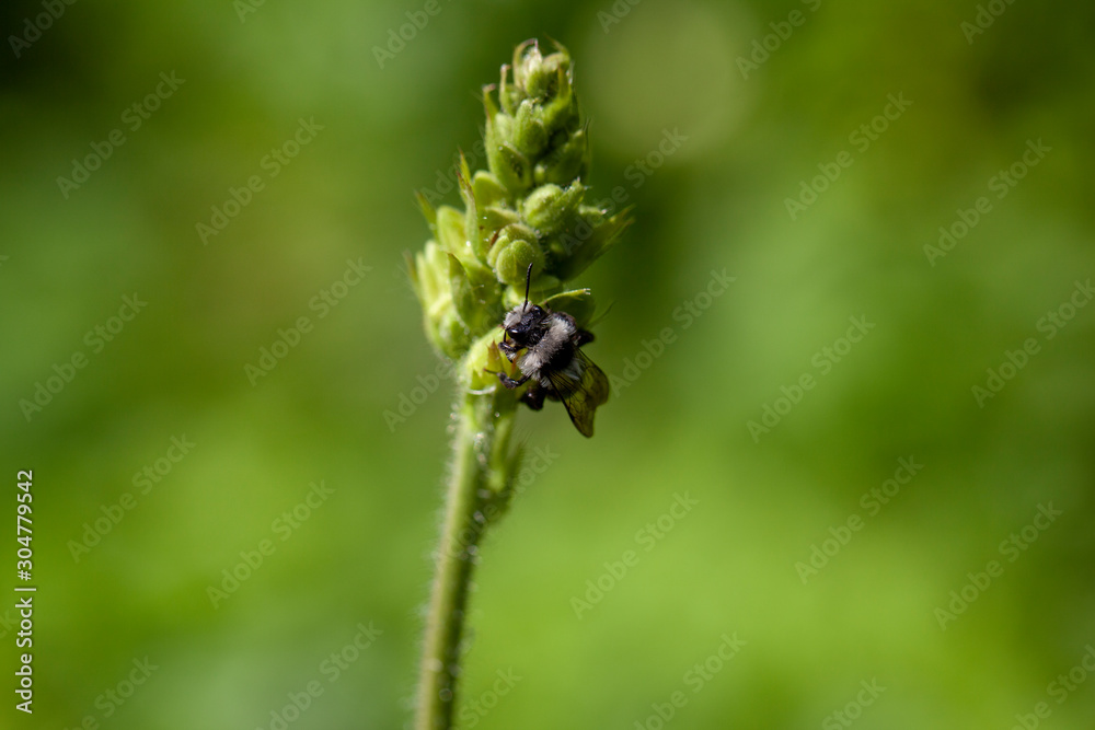 Nahaufnahme einer Biene auf einer Blume Nahaufnahme einer Biene auf einer Blume