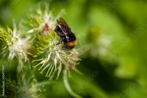 Nahaufnahme einer Biene auf einer Blume
