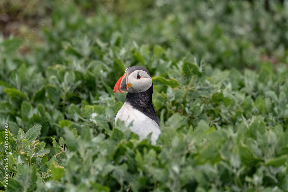 Puffin surrounded by green vegetation. Image taken in the Farne Islands, United Kingdom. Puffin surrounded by green vegetation. Image taken in the Farne Islands, United Kingdom.