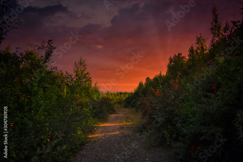Fototapeta Naklejka Na Ścianę i Meble -  Summer landscape in the forest against the backdrop of a beautiful sunset.
