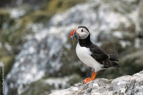 Puffin standing on a rock with sand eels in its mouth. Image taken in the Farne Islands, United Kingdom.  © Lori Labrecque
