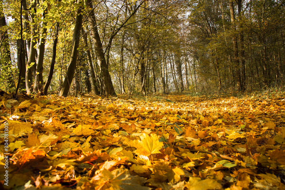 Herbstlicher Wald im Elsass bei Erstein
