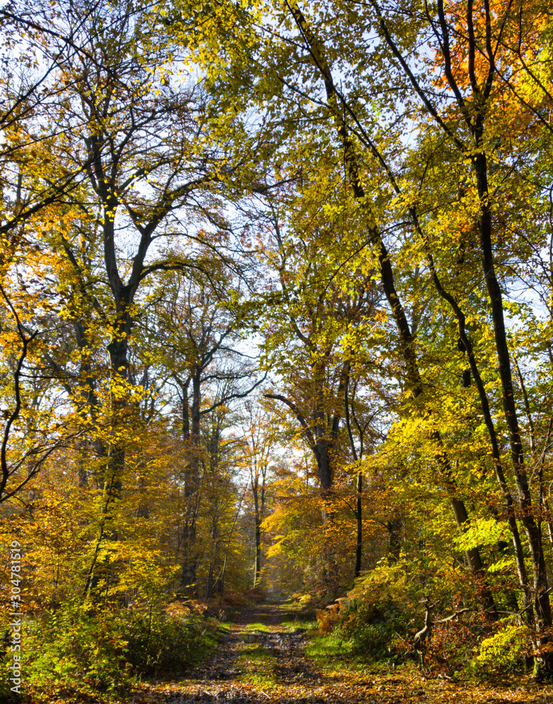 Fototapeta premium autumn in the park