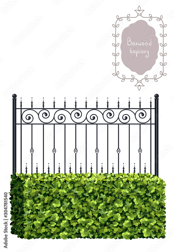 Boxwood Vector Boxwood topiary with black forged fence, border, garden plant, vector ...