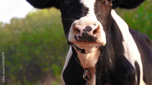 Close-up of a cow whisking flyes from its face. Portrait of a cow grazes on the lawn photo