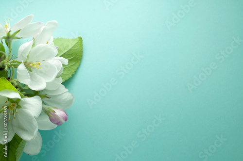 soft focus of branch with white flowers, pink bud and green leaves on blue background with copy space