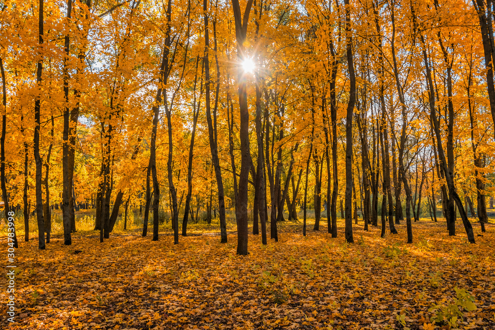 Obraz premium Golden autumn in the forest