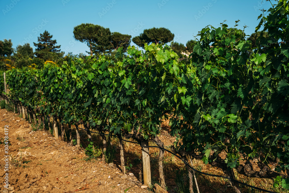 Beautiful grape rows and green vineyards. Agricultural area with grapes. Vineyard plantation. Agri tourism tour of Tuscany. Wine production region.