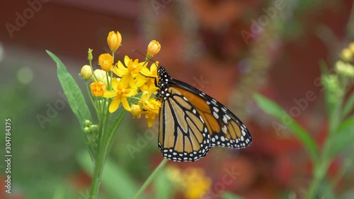 Monarch butterfly on yellow flower 4K