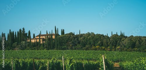 Beautiful grape rows and green vineyards. Agricultural area with grapes and farmhouses. Tuscany, Italy, Europe.