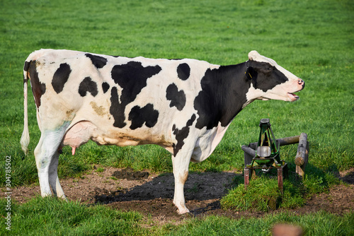 Beautiful Portrait of a Holstein Cow