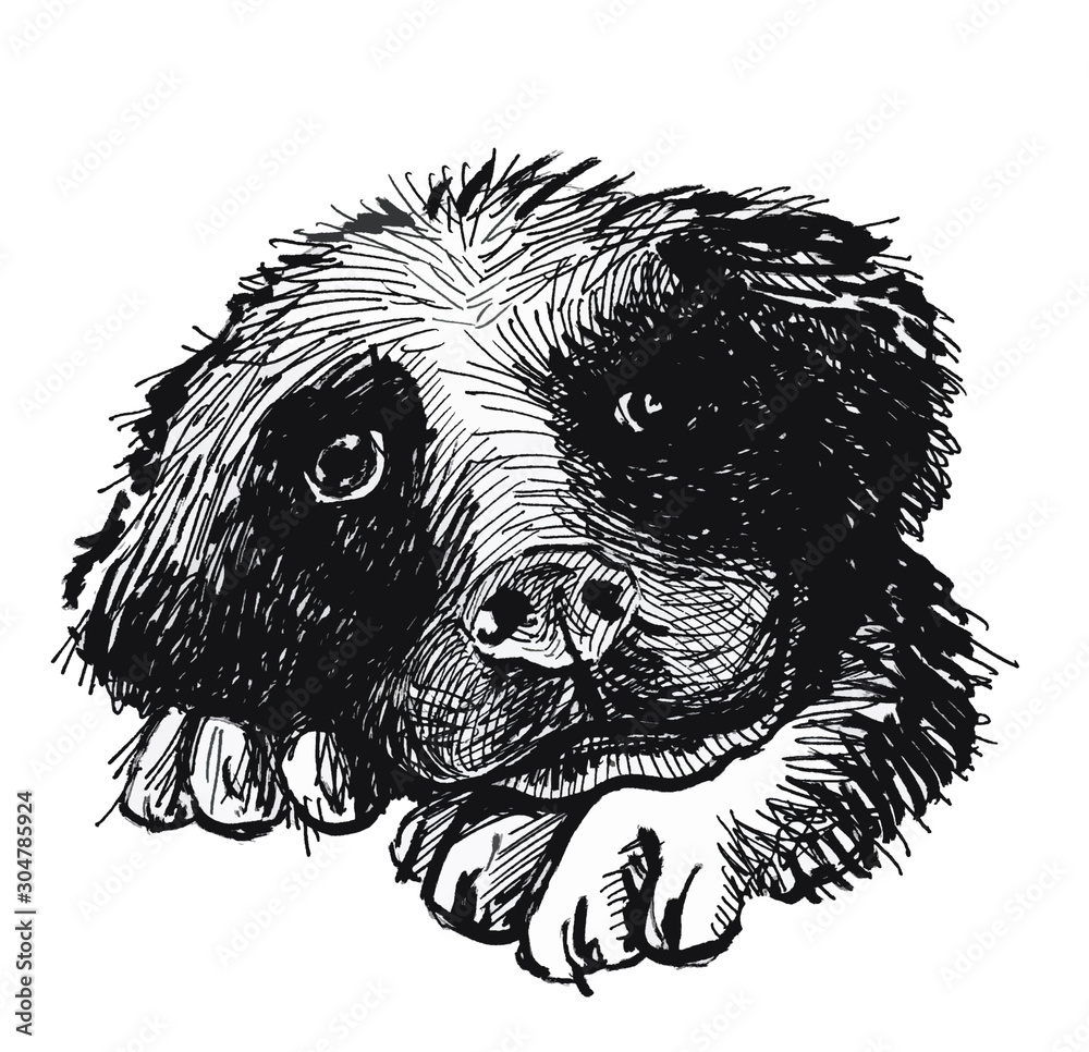 Obraz premium Puppy's head and paws, large muzzle and thoughtful look. Ink drawing.