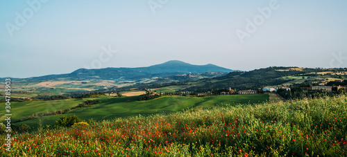 Hill covered by red flowers overlooking a green fields and cypresses on a sunny day, Tuscany, Italy. Countryside landscape with red poppy flowers. © eskstock