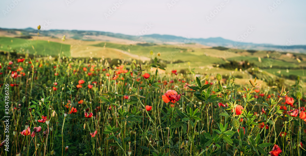 Hill covered by red flowers overlooking a green fields and cypresses on a sunny day, Tuscany, Italy. Countryside landscape with red poppy flowers.