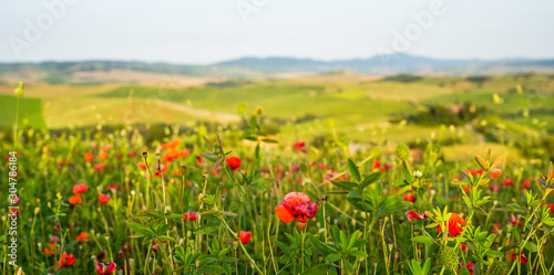 Hill covered by red flowers overlooking a green fields and cypresses on a sunny day  Tuscany  Italy. Countryside landscape with red poppy flowers.