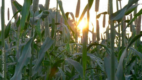 Low angle shot of pearl millet crop ready for harvesting in an Indian farm. Beautiful landscape view of a pearl millet field  also known as Bajra or Bajri with a shining sun in the background photo