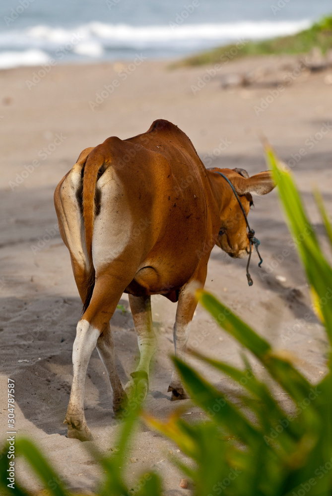 Obraz premium brown and white cow walking on beach sand with light blue sea in the background and unfocused green branches at first term