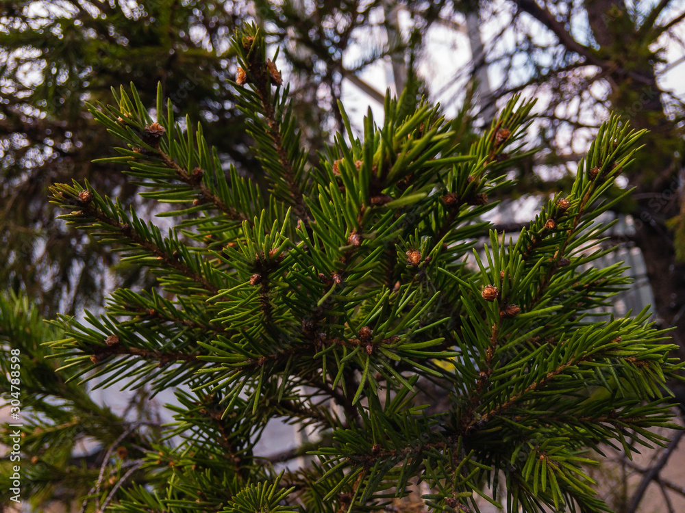 Green spruce branch on a blurry background in natural light. Green spruce branch on a blurry background in natural light.