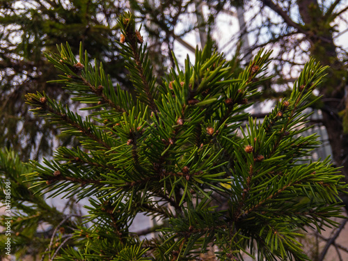 Green spruce branch on a blurry background in natural light.
