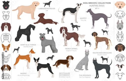 Hunting dogs collection isolated on white clipart. Flat style. Different color, portraits and silhouettes