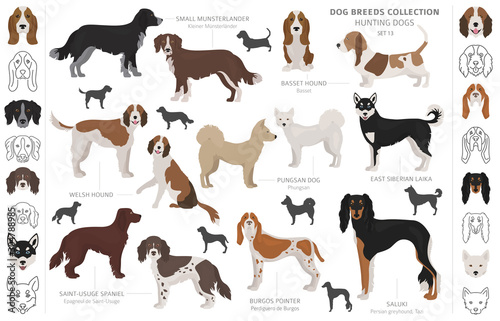 Hunting dogs collection isolated on white clipart. Flat style. Different color, portraits and silhouettes