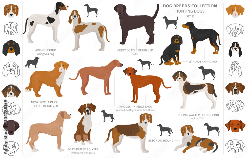 Hunting dogs collection isolated on white clipart. Flat style. Different color, portraits and silhouettes