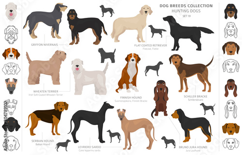 Hunting dogs collection isolated on white clipart. Flat style. Different color, portraits and silhouettes