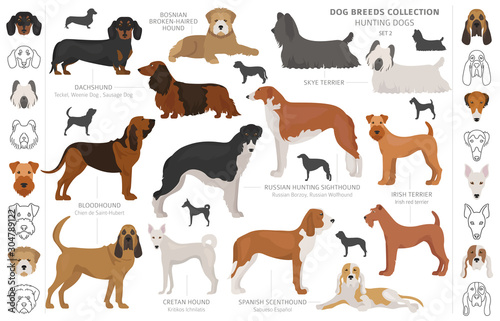 Hunting dogs collection isolated on white clipart. Flat style. Different color, portraits and silhouettes