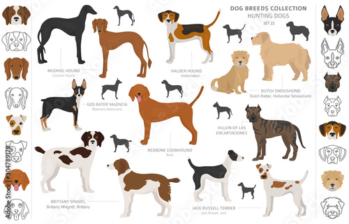 Hunting dogs collection isolated on white clipart. Flat style. Different color  portraits and silhouettes