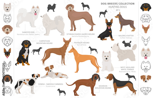 Hunting dogs collection isolated on white clipart. Flat style. Different color, portraits and silhouettes