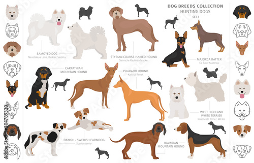 Hunting dogs collection isolated on white clipart. Flat style. Different color, portraits and silhouettes photo