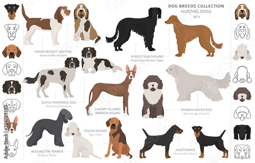 Hunting dogs collection isolated on white clipart. Flat style. Different color, portraits and silhouettes