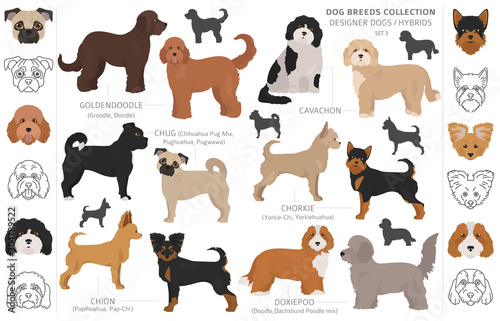 Designer dogs  crossbreed  hybrid mix pooches collection isolated on white. Flat style clipart dog set.