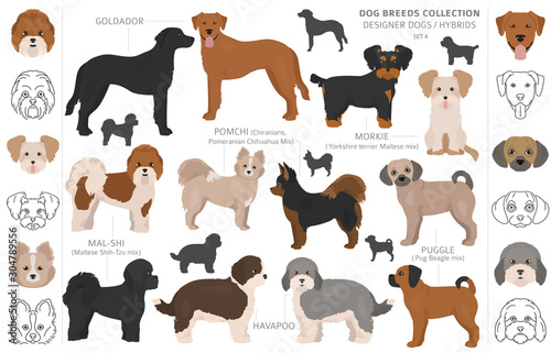 Designer dogs, crossbreed, hybrid mix pooches collection isolated on white. Flat style clipart dog set. photo