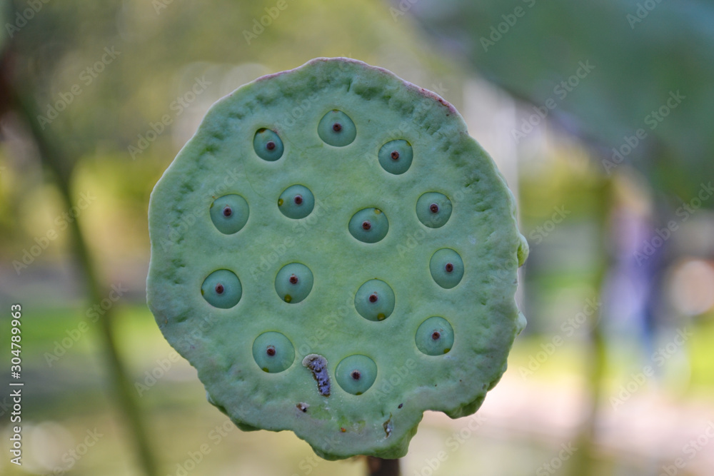 Fresh lotus pod in the garden Fresh lotus pod in the garden