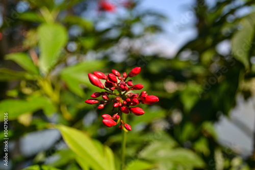 Red pattavia flower in blossom 