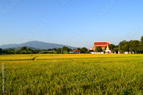 Landscape view of yellow ripe rice field on the red roof of temple and mountain background 