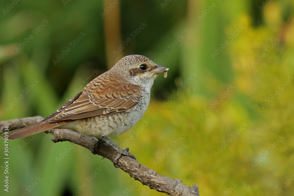 sparrow on a branch sparrow on a branch