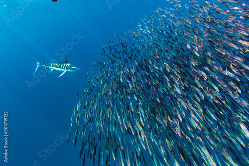 Stripped marlin hunting and feeding in a baitball in Magdalena Bay, Baja California Sur, Mexico.