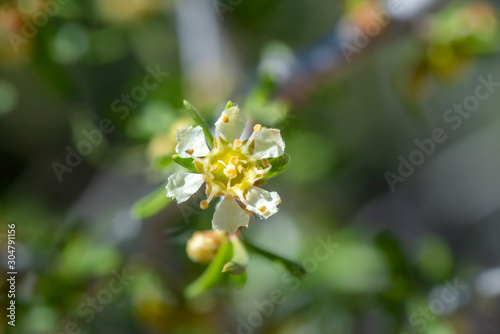 Fototapeta Naklejka Na Ścianę i Meble -  USA, Nevada, Clark County, Gold Butte National Monument.  Macro of white flower form desert almond (Prunus fasciculata), a wild rose.