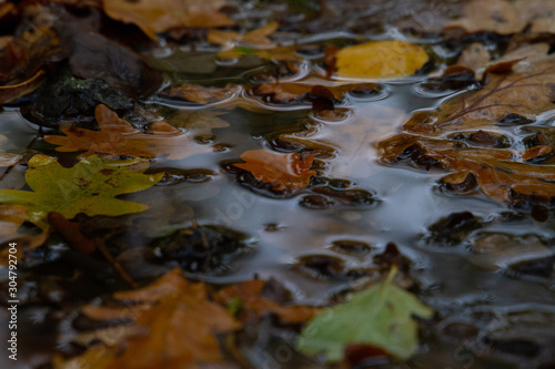 Autumn Leaves in Water
