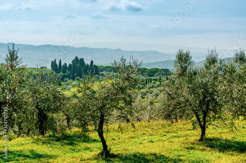 Beautiful landscape view in Tuscany with typical olive trees and green hills