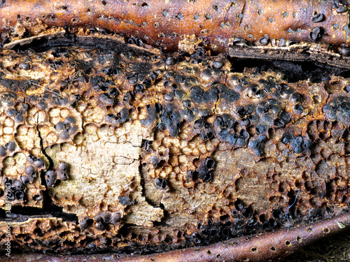 Baumstamm befallen von einem schwarzen Buchenkugelpilz MELOGRAMMA SPINIFERUM als Makroaufnahme photo