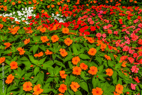 flower carpet of impatiens x hybrida hort, popular hybrid specie of snapweed flowers, air purifying plant photo