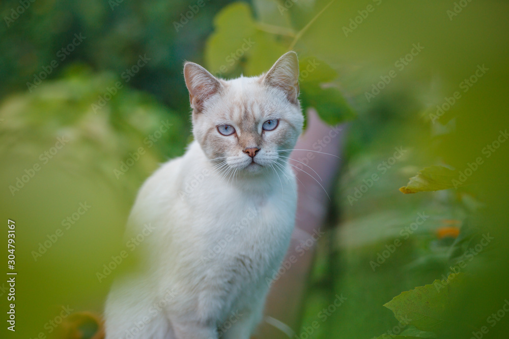 Beautiful white cat outside house among green foliage. Healthy grafted animal on walk.